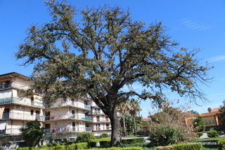 Quercia Filangeri